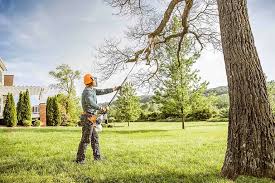 Best Tree Cabling and Bracing  in Elton, LA