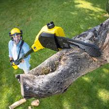 Best Tree Health Inspection  in Elton, LA