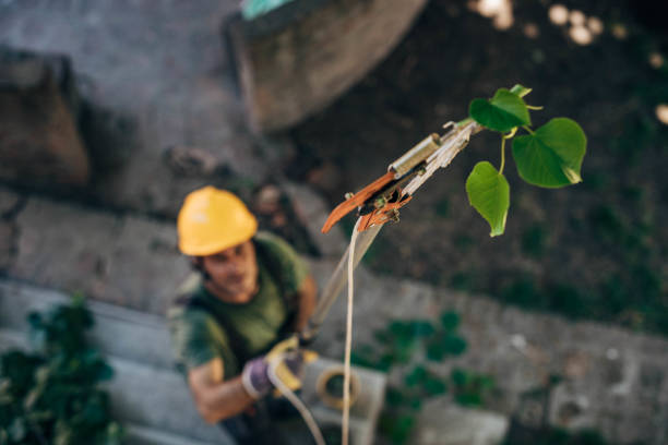 How Our Tree Care Process Works  in  Elton, LA