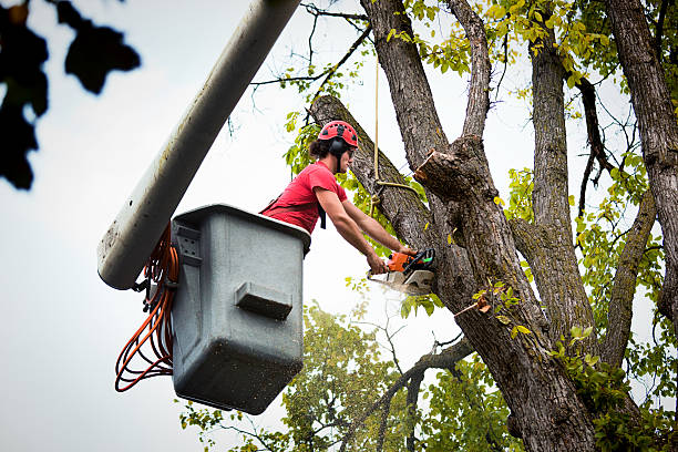 Mulching Services in Elton, LA